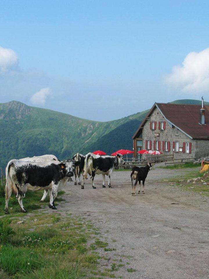 AUBERGE DU KASTELBERG